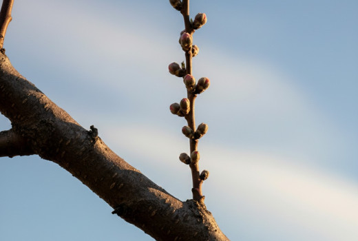 Allgemeine Anleitung zum Beschneiden von Obstbäumen (Teil 1): Auslichten und Entasten | Blog