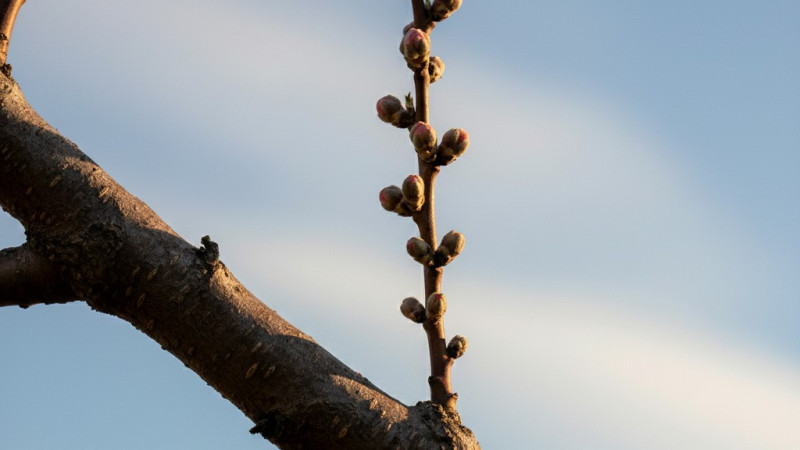 Allgemeine Anleitung zum Beschneiden von Obstbäumen (Teil 1): Auslichten und Entasten | Blog