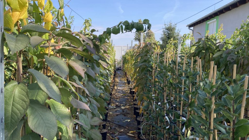 Warum ist Kalium-Magnesium-Sulfat der König unter den Herbstdüngern? (Das Geheimnis der Zusammensetzung 0-0-30)