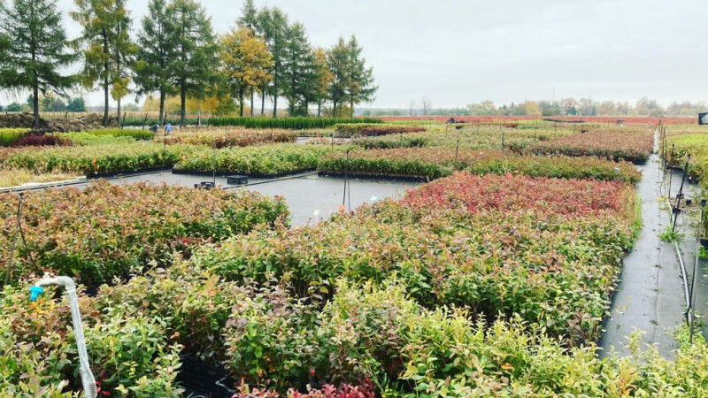 Verwendung von Steinernema feltiae-Nematoden zur Bekämpfung von Ameisen und zur Vernichtung von Ameisenhaufen