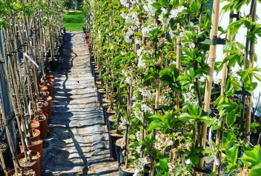 Exkluzívna lotyšská ponuka je tu: Odhaľujeme poklady pre vašu záhradu