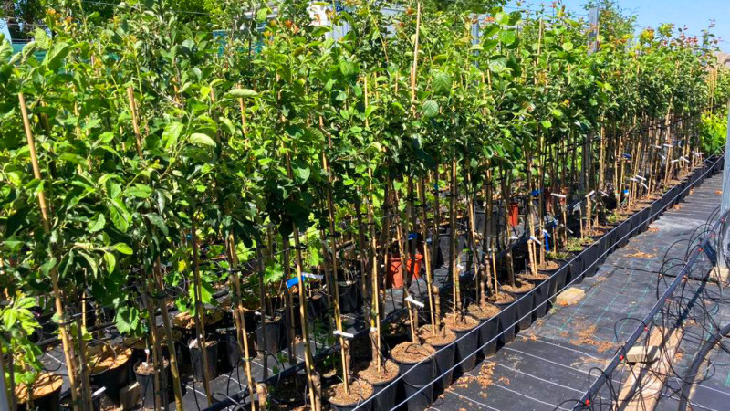 Der Hüter der moldauischen Obstgärten: SCDP Iași als Zentrum für genetische Innovationen und Kirschen-Großmacht