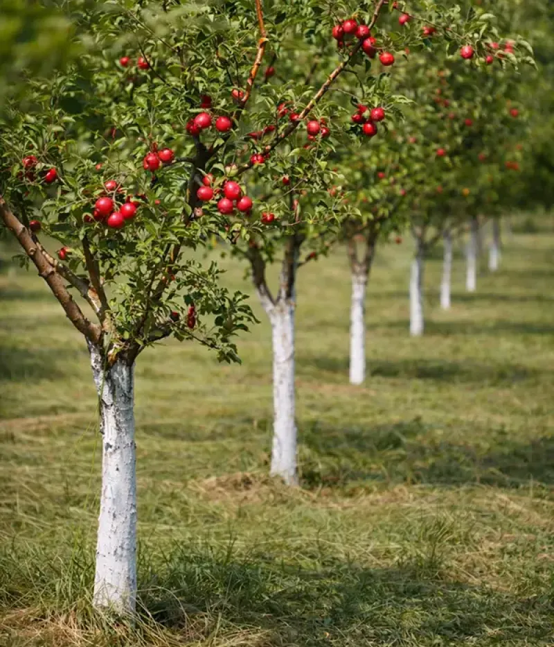 Großhandel Tutifruti