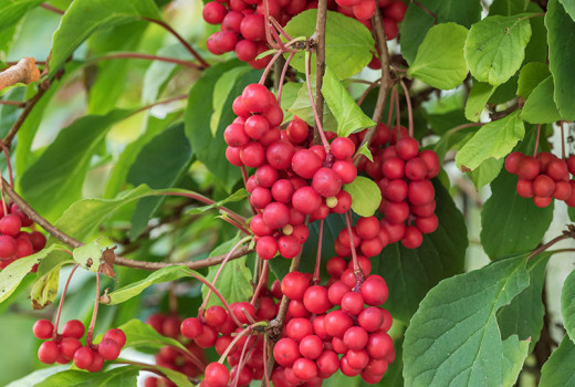 Schisandra (Chinesischer Magnolienbaum): Wirkungen, Arten und gesundheitliche Vorteile | Kompletter Leitfaden