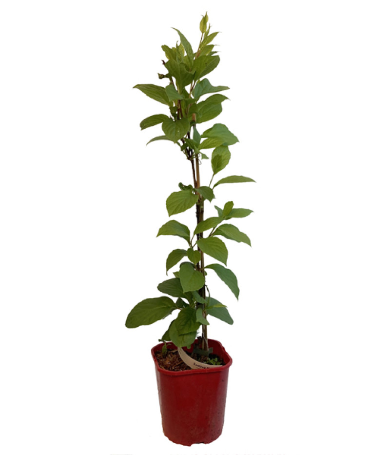 Schisandra chinesis SADOVA  NO1 - Tutifruti SK