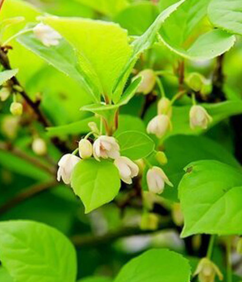 Schisandra chinesis - Tutifruti SK