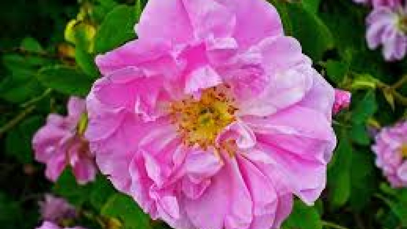 Rose (Rosa): A guide to botany and the fascinating world of hybrids (Part 1)