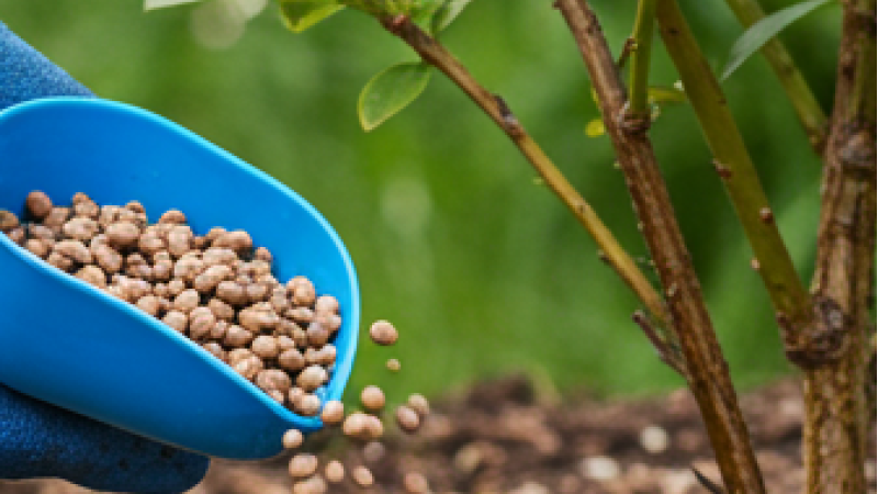 Mein Düngungssystem: Maximale Ernte bei minimalen Kosten | Blog