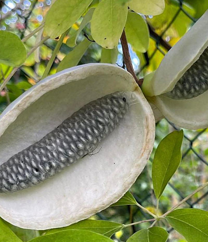 Akebia quinata ALBA - Tutifruti SK