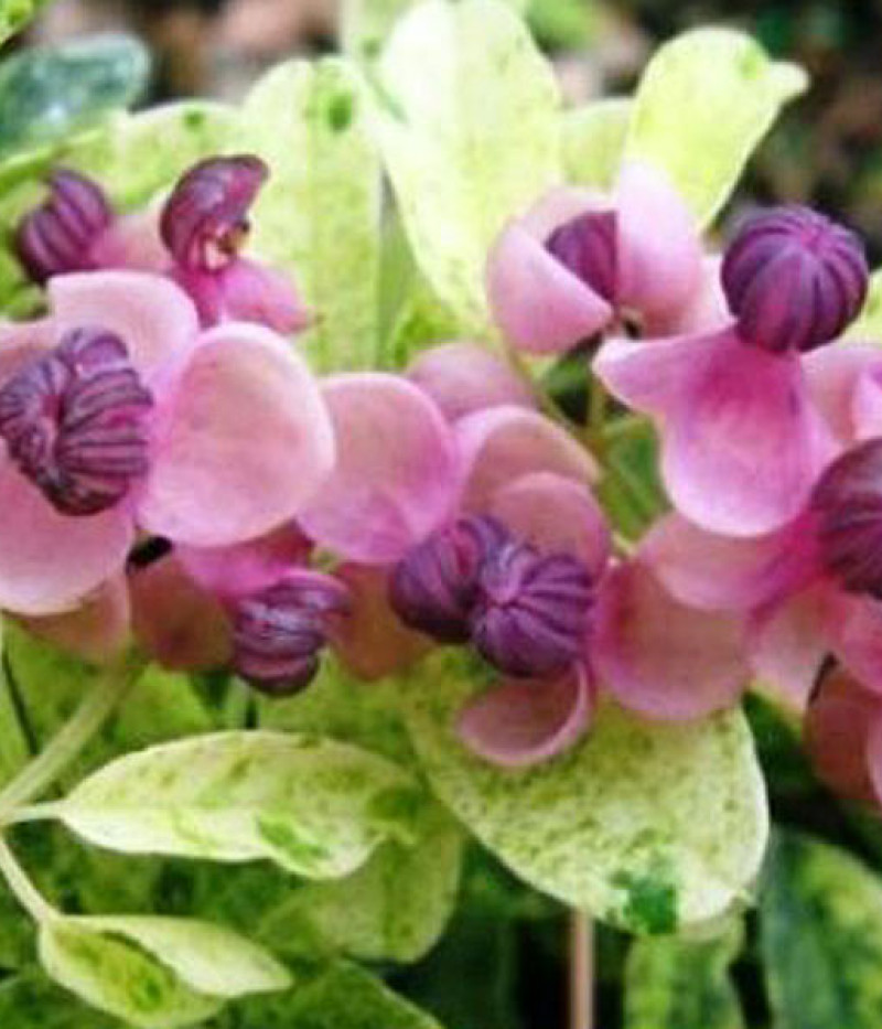 Akébia päťpočetná (Akebia quinata) VARIEGATA - Tutifruti SK