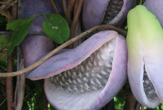 Akebia: Alles über den Anbau, den Geschmack, die gesundheitlichen Vorteile und die Zukunft dieser Superfrucht