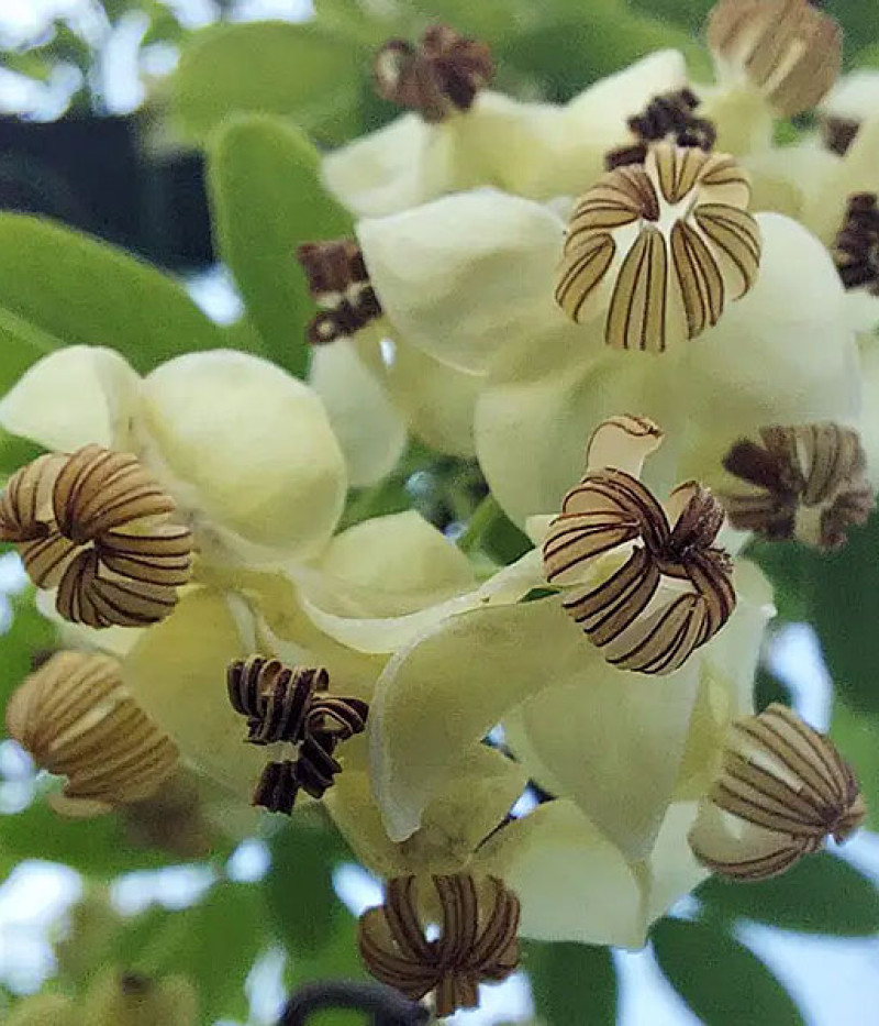 Akebia quinata ALBA - Tutifruti SK