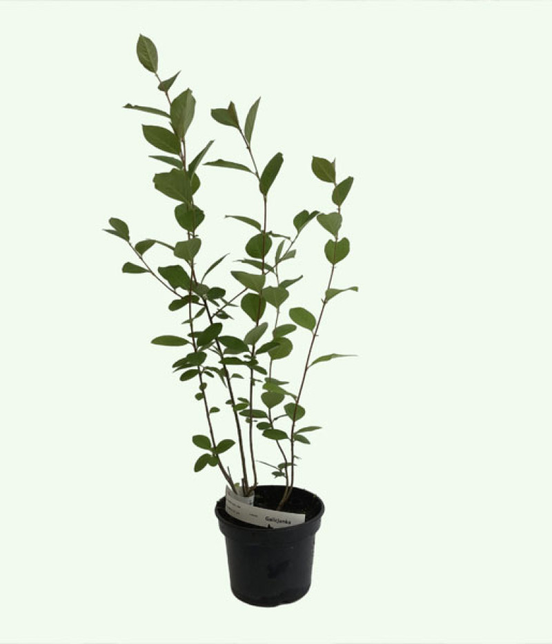 Black chokeberry (Aronia prunifolia) NERO - Tutifruti SK