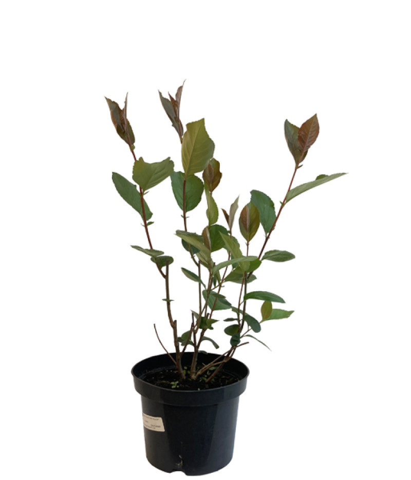 Arónia (Aronia melanocarpa) GALICJANKA - Tutifruti SK