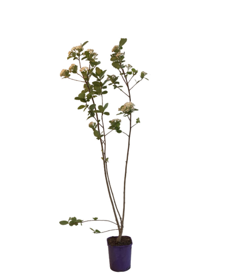 Apfelbeeren (Aronia melanocarpa) VIKING - Tutifruti SK