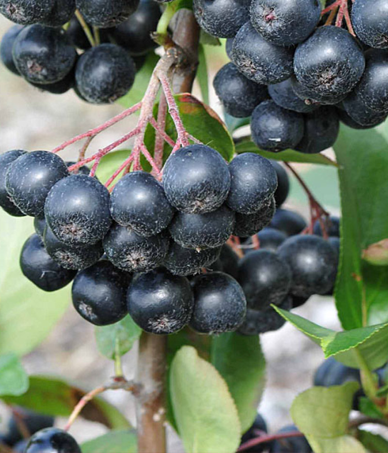 Black chokeberry (Aronia prunifolia) NERO - Tutifruti SK