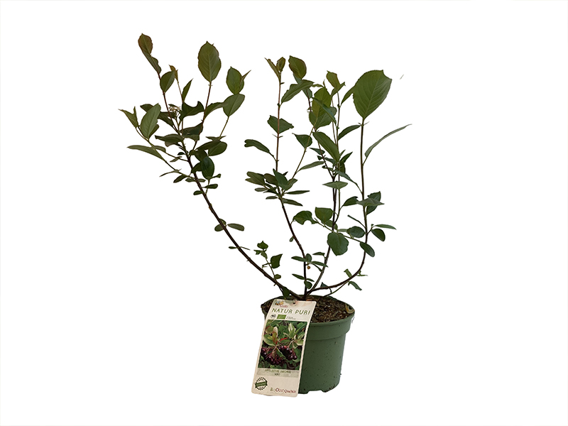 Bio Apfelbeeren (Aronia prunifolia) NERO