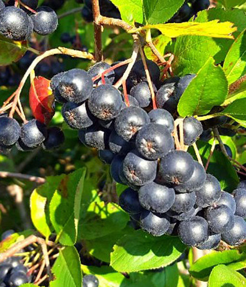 Arónia (Aronia melanocarpa) GALICJANKA - Tutifruti SK