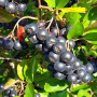 Apfelbeeren (Aronia melanocarpa) GALICJANKA