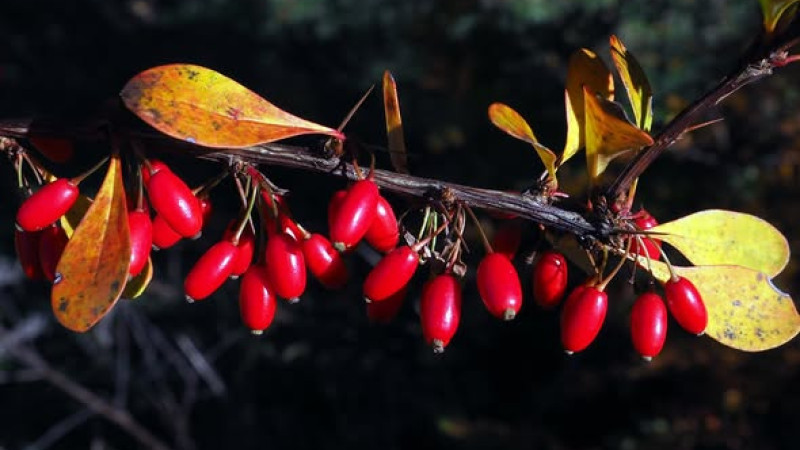 Berberitze (Berberis): Der dornige Schatz mit unglaublicher Kraft (Teil 1 – Botanik & Chemie)