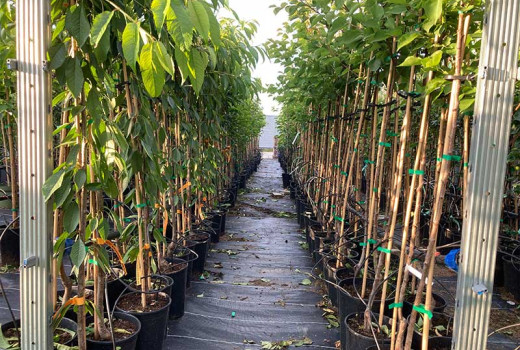 Stromy a rastliny v kontajneri: prečo kupovať kontajnerové (v kvetináči) a výhody