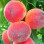 Secrets of Peach Growing: Irrigation, Frost & Chilling Needs