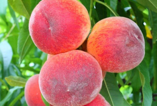 Secrets of Peach Growing: Irrigation, Frost & Chilling Needs