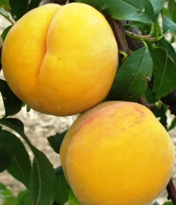 Peach (Prunus persica) GALBENĂ TÂRZIE