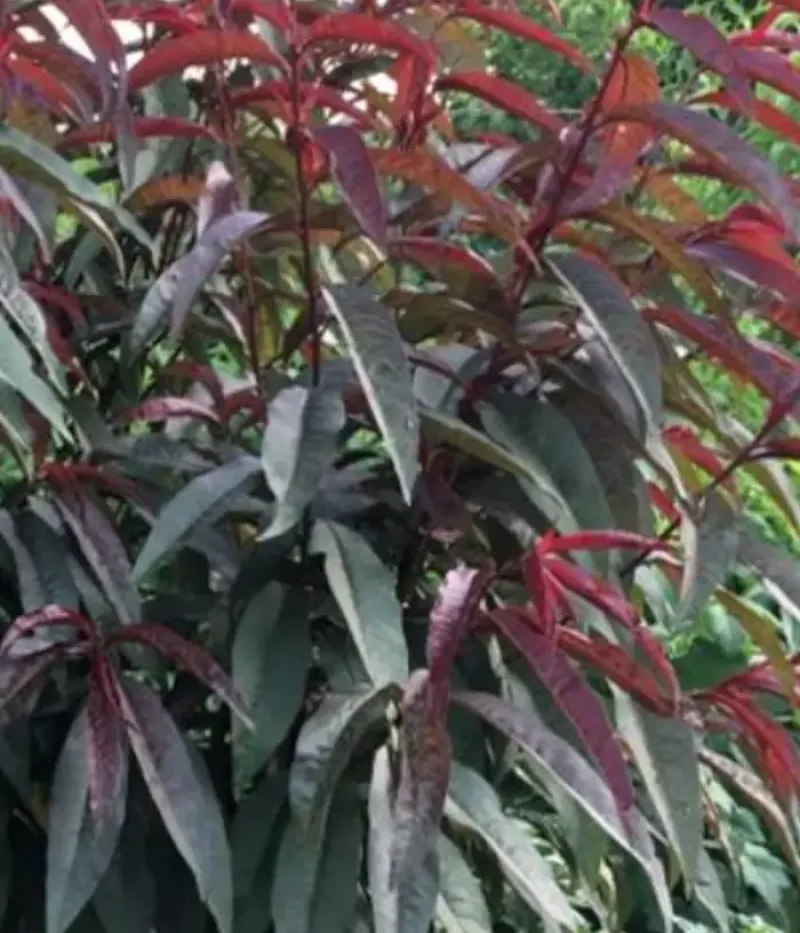 Pfirsich (Prunus persica var. platycarpa) PIERSIC PLAT CU FRUNZA ROȘIE - Tutifruti, s.r.o.