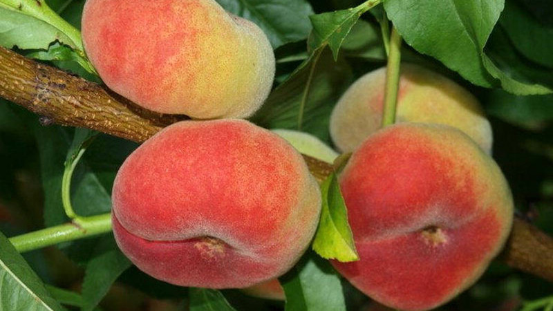 Die Wissenschaft des Pfirsichs: Genetik, Krankheiten und Geschmack