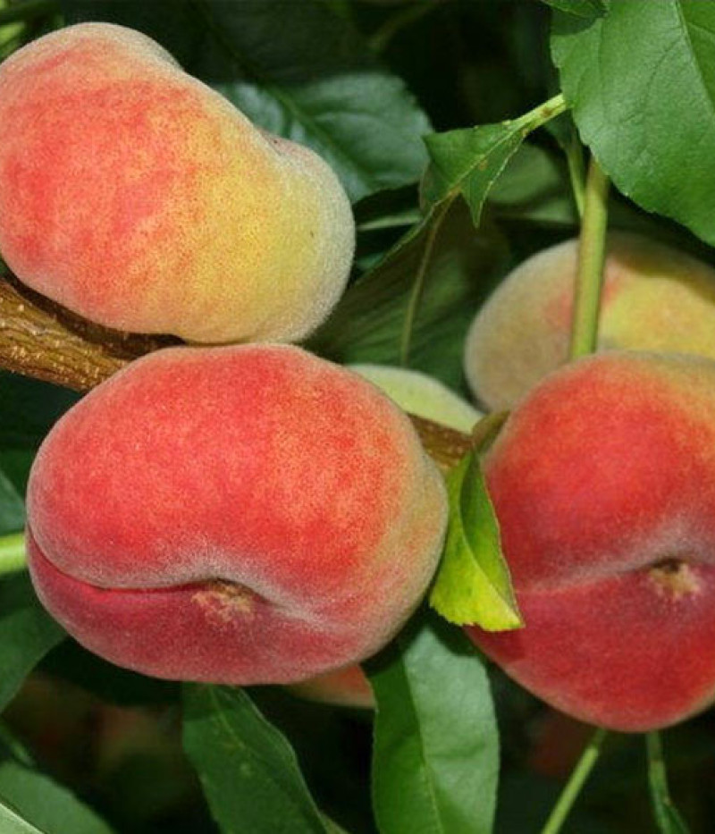 Broskyňa (Prunus persica) SATURN - Tutifruti SK