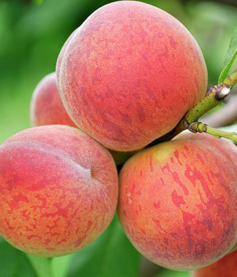 Peach (Prunus persica) CANADIAN HARMONY - Tutifruti SK