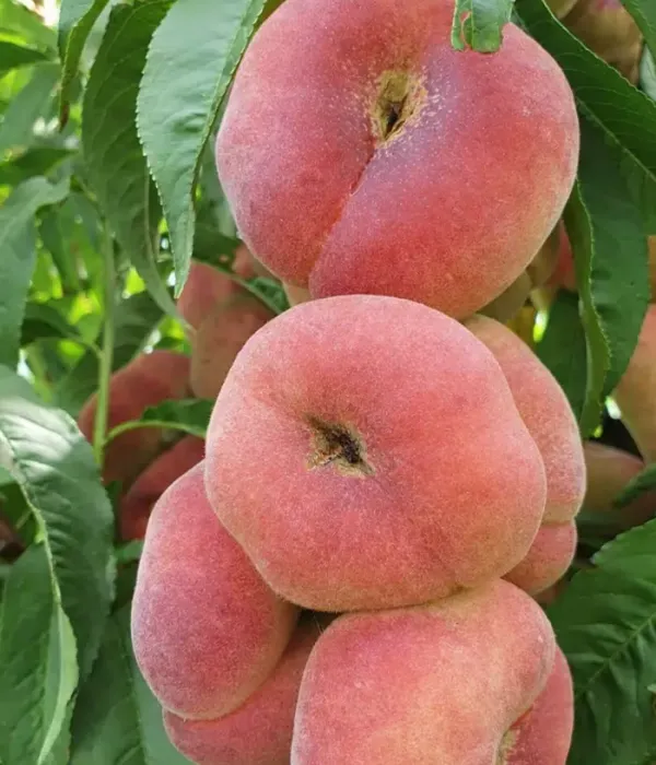 Peach (Prunus persica var. platycarpa) ALEX