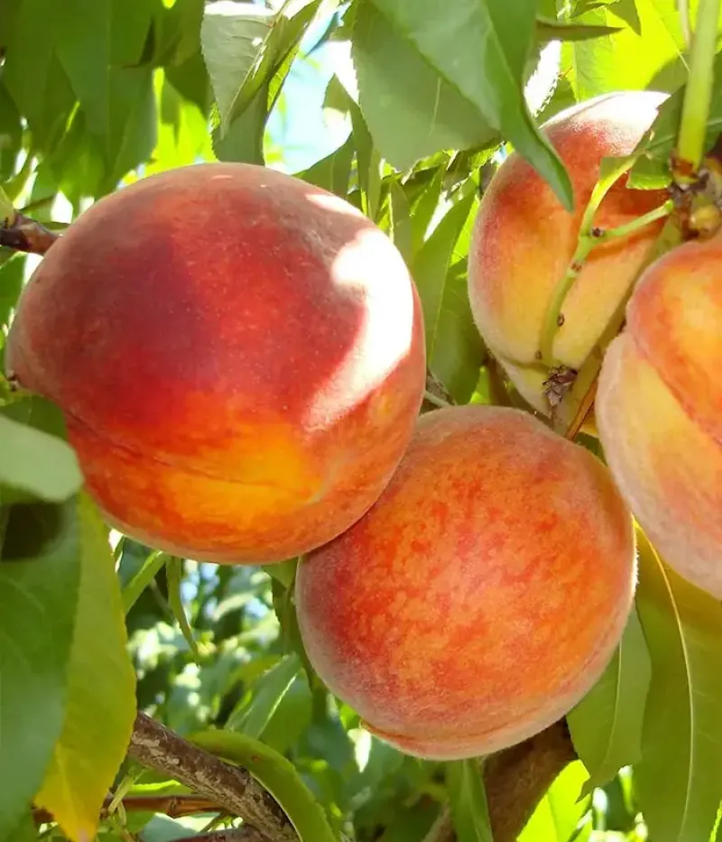 Pfirsichbaum (Prunus persica) ALEXIA - Tutifruti, s.r.o.