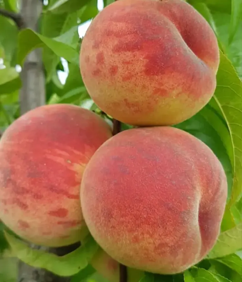 Pfirsichbaum (Prunus persica) AMALIA - Tutifruti, s.r.o.