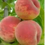 Pfirsichbaum (Prunus persica) AMALIA