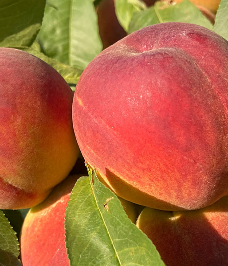 Pfirsich (Prunus persica) AVALON PRIDE - Tutifruti SK