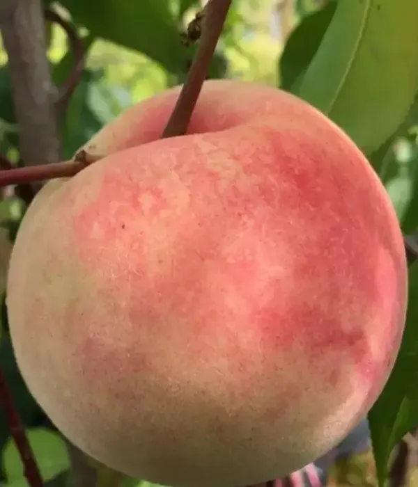 Peach (Prunus persica) BENEDICTE