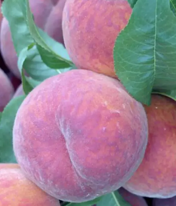 Peach (Prunus persica) CARDINAL