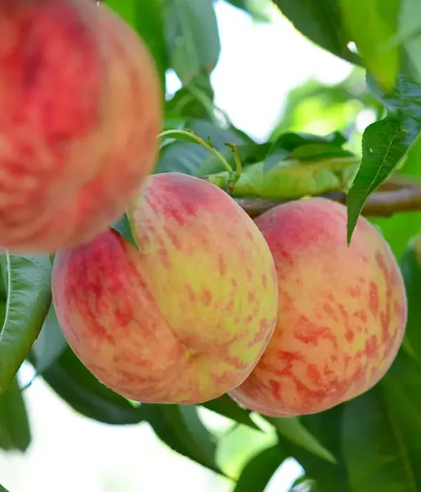 Peach (Prunus persica) CONGRES