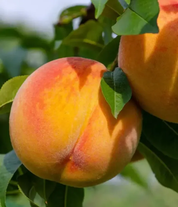 Peach (Prunus persica) CRESTHAVEN