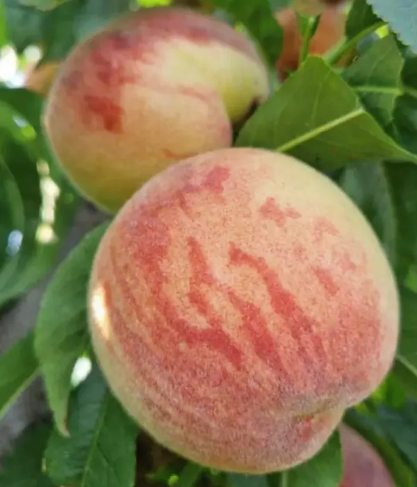 Peach (Prunus persica) FLACĂRA