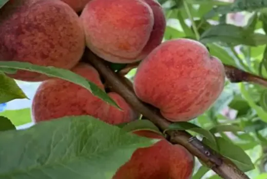 Peach Varieties for the 2026 Season: Introducing 5 Top Sorts