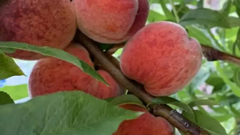 Peach Varieties for the 2026 Season: Introducing 5 Top Sorts