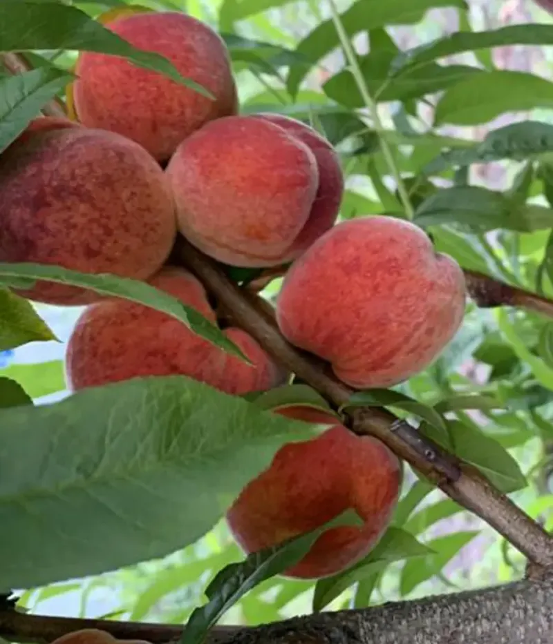 Pfirsichbaum (Prunus persica) HARBINGER - Tutifruti, s.r.o.