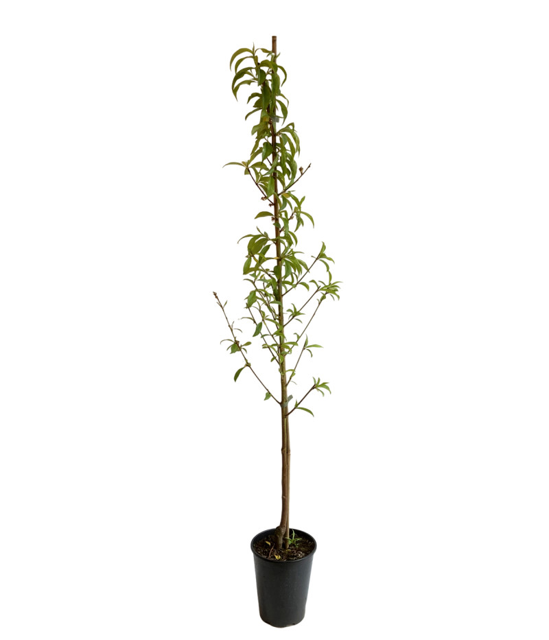 Peach (Prunus persica) HARROW BEAUTY - Tutifruti SK