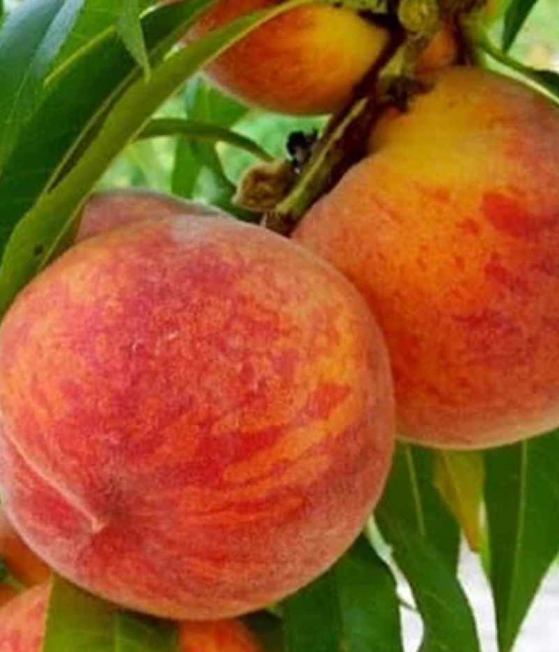 Peach (Prunus persica) HARROW BEAUTY - Tutifruti SK