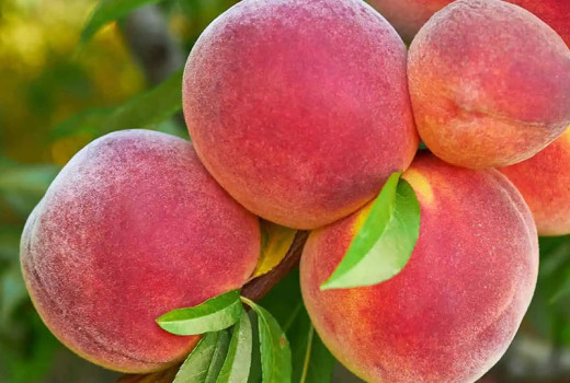 Analýza odolných broskýň: Sočnyj, Pamjať Ševčenka a raritná Spura | Blog