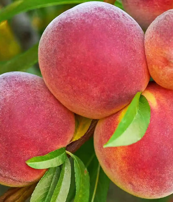 Peach (Prunus persica) JAYHAVEN
