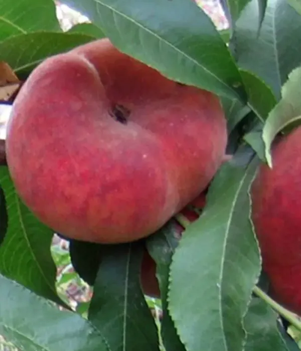 Peach (Prunus persica var. platycarpa) HERĂSTRĂU